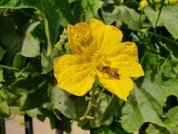 bee on a bright yellow flower close-up