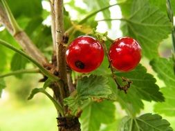 Currant berries in the garden