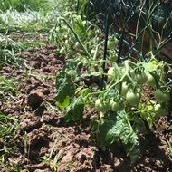 green tomatoes in the garden bed
