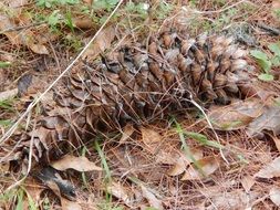 Pineapple on a ground