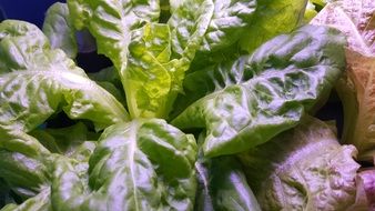 fresh Green Radicchio