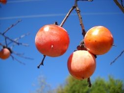 Persimmon Fruit Autumn