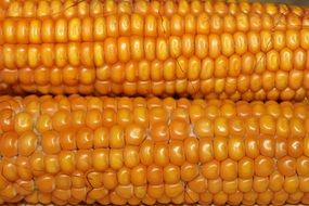 yellow corn on the cob close-up