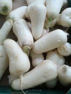 beautiful delicious White Turnip vegetables
