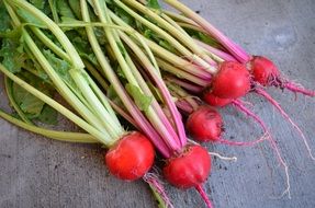 Harvest of organic beets