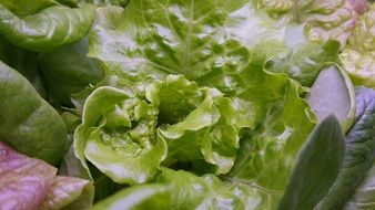 green salad foliage