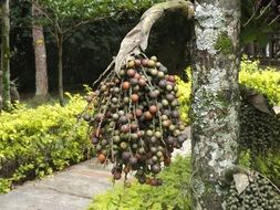 A lot of the fruits in the forest