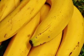 bananas with a bright yellow skin