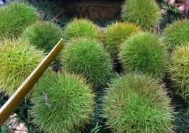 chestnut in Japan