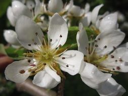 white flowers of pear tree closeup