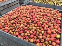 Red Apples Harvest