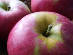 Harvest of the sweet red apples