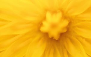 closeup of yellow dandelion