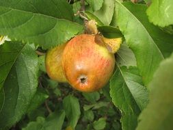 Garden Apple