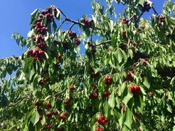 red fruits on a cherry tree