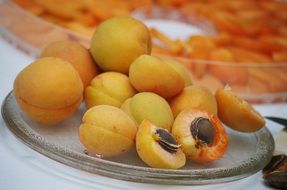 harvest of apricots