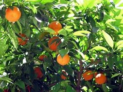 Green tree with oranges