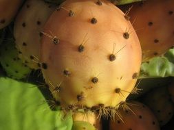 closeup of prickly pear