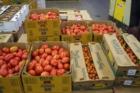 red and green tomatoes in boxes at the warehouse