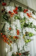 cherry tomatoes on the branches on the wall