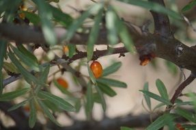 Healthy Vitamins Buckthorn Fruit