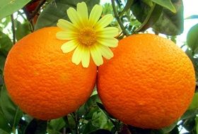 two large ripe oranges on a tree close-up
