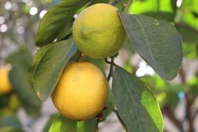 juicy lemon on the tree