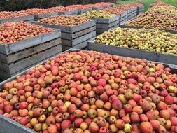 Red Apples Harvest in big wooden boxes