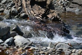 landscape of Rocks and trunk in a River