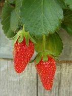 two ripe oblong strawberries