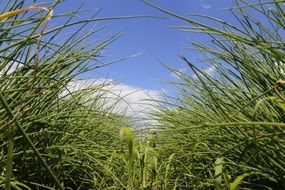 green plants on a sunny day