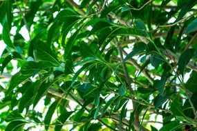 green fresh Plants close-up
