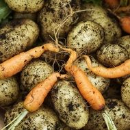 attractive Vegetables Harvest