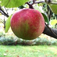 Delicious Apple on Tree