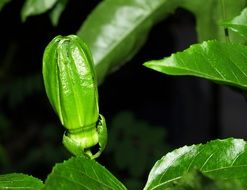 green tropical fruit