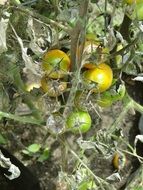 Green unripe tomatoes on a bush close-up