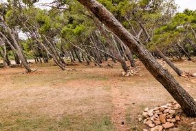 Forest Seaside