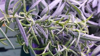 lavender for cooking