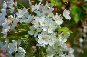 Cherry spring Blossom