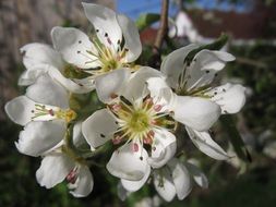 Pear Blossoms on branch close up