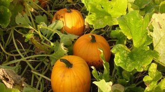 Pumpkin Vegetables Halloween