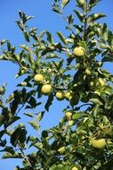 green apples on a tree on a sunny day