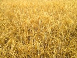 yellow wheat field in the countryside