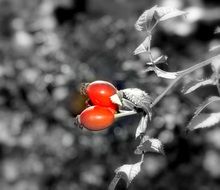 two red berries of rose hips in monochrome image