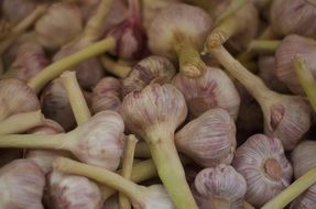 fragrant heads of garlic