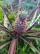 pineapple on a bush in the tropics