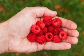 Raspberry Berry Vitamins Health