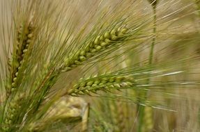 ripening cereal field