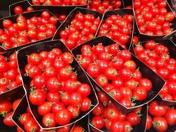Mini red Tomato in boxes