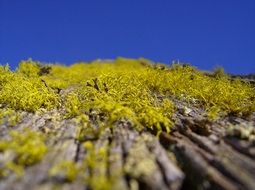 moss on a tiled roof close up